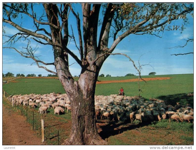 (849) Australia - NSW - Parkes Sheep Farming - Autres & Non Classés