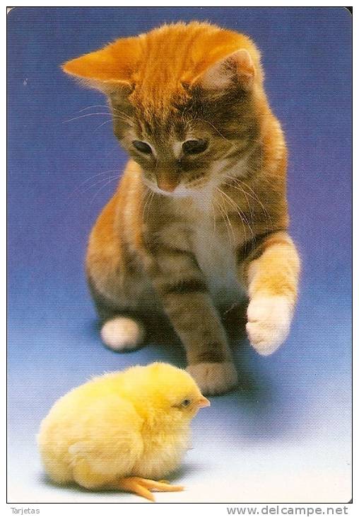 CALENDARIO DEL AÑO 2000 DE UN GATO Y UN POLLITO (CAT) (CALENDRIER-CALENDAR) - Tamaño Pequeño : 1991-00