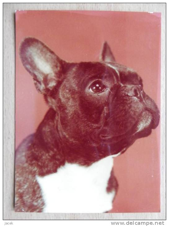 Dog  Chien  Hund  /French Bulldog - Chiens