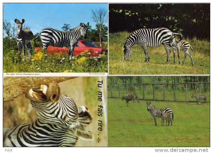 ZEBRES - 4 CP - Parc Safari Africain (québec) St Bernard - Hemmingford - Divers (47997) - Zebra's