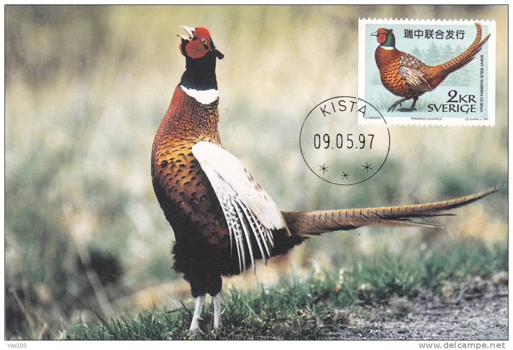 PHEASANT,FAISANS,1997,CM,MAXI CARD,CARTES MAXIMUM - Gallináceos & Faisanes