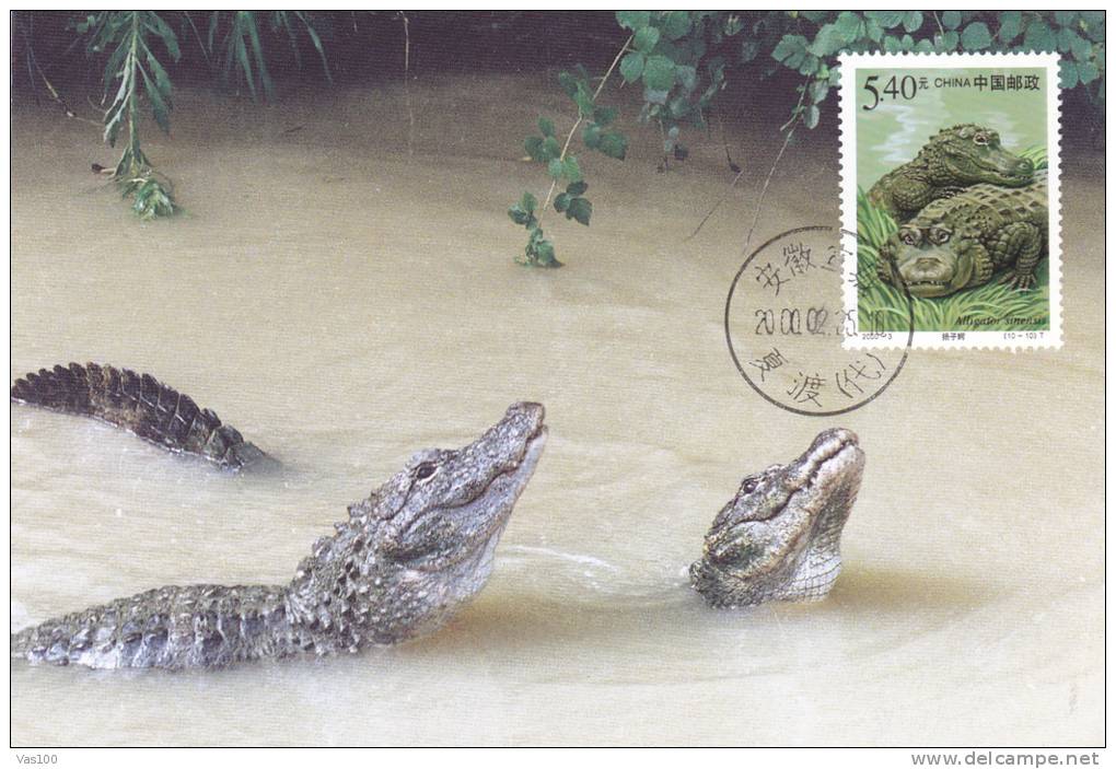 ALIGATOR SINESIS,CM,CARTE MAXIM,MAXI CARD,2000,CHINA - Kikkers