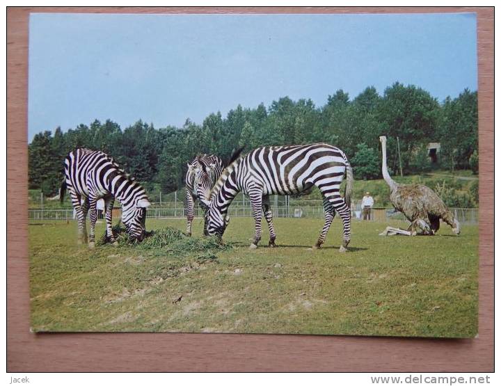 Zebras Poland Card/ Zoo Park Katowice  1981 Year - Zebras