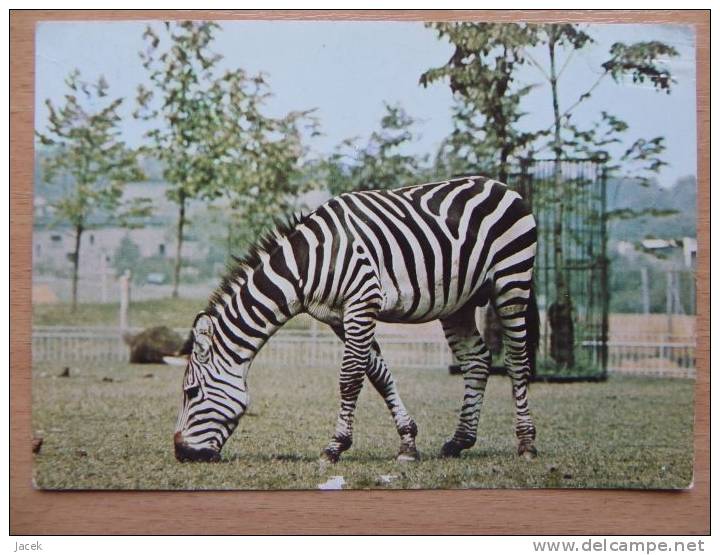 Zebras Poland Card/ Zoo Park Katowice  1975 Year / 2 Scan - Zèbres