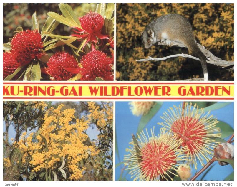 (300) Australia - NSW - Ku Ring Gai Wildflower And Possum - Sonstige & Ohne Zuordnung
