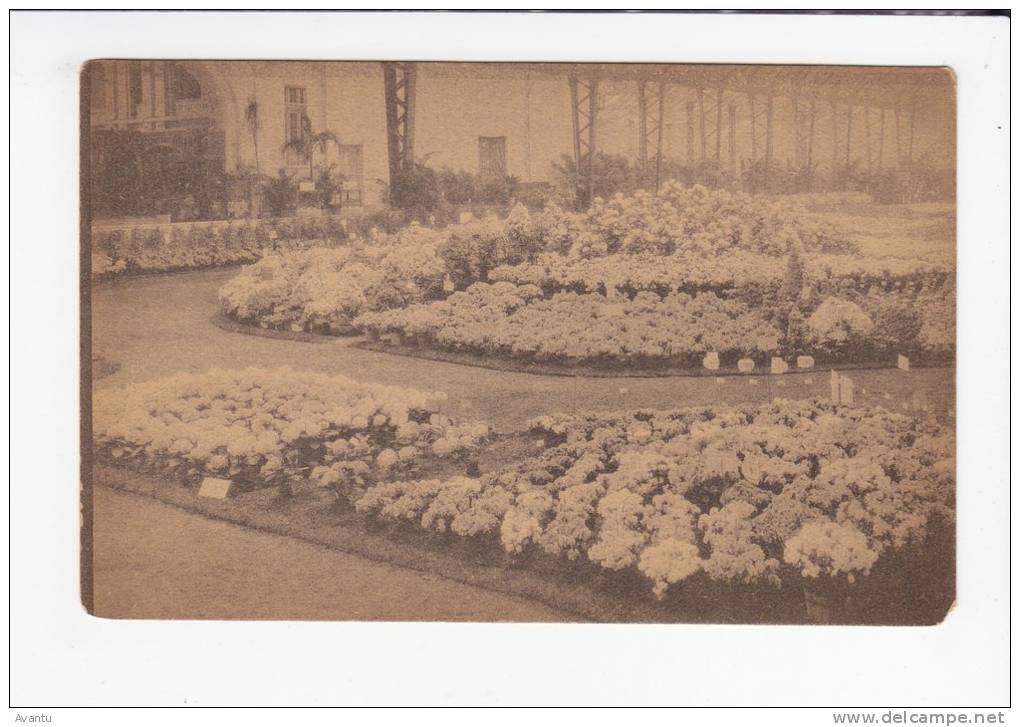 GENT / FLORALIEN 1928 / AZALEAS - Gent