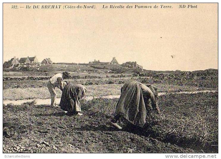 Ile De Bréhat     22     Récolte De Pommes De Terre  (voir Scan) - Ile De Bréhat