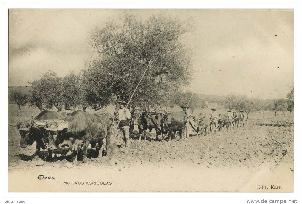 COSTUMES - PORTUGAL -  ALENTEJO ELVAS Motivos Agricolas (Ed. Karr.) Carte Postale - Portalegre