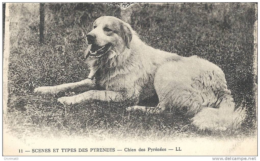 Chien Des PYRENEES. Très Beau Plan. - Chiens