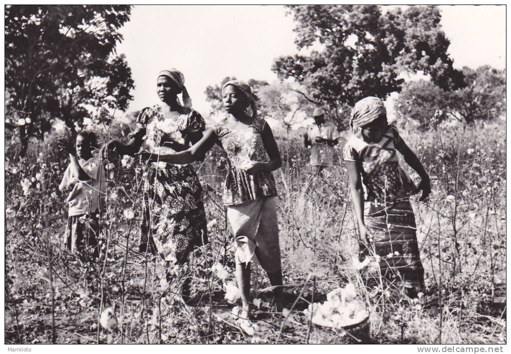 FORT-LAMY ( République Tchad ) La Récolte Du Coton - Tchad