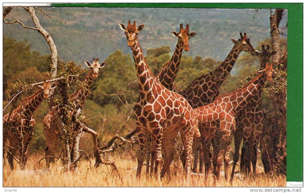 GIRAFES   Photo MONTOYA   /Pich Dimension 18,5cmX11,5cm  Fiche N°2 Voir Scanne Recto Verso - Giraffe