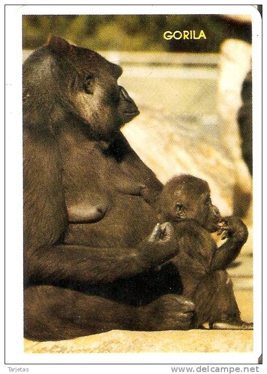 CALENDARIO DEL AÑO 1993 DE UN GORILA (GORILLA) (CALENDRIER-CALENDAR) - Tamaño Pequeño : 1991-00