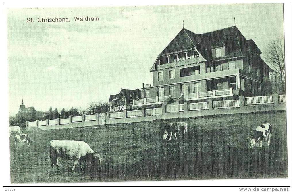 Bettingen - St.Chrischona Waldheim Mit Kühen            1920 - Autres & Non Classés