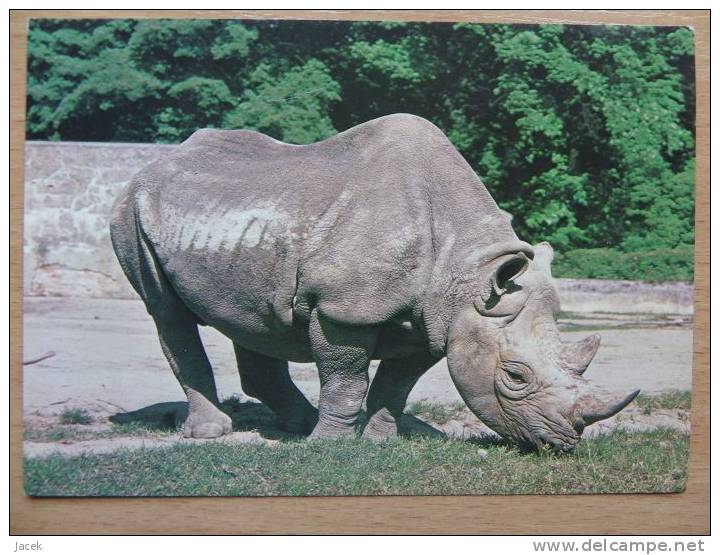 Rhino/ / Polish Postcard - Rhinoceros