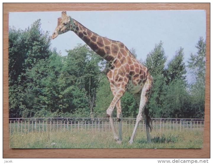 Giraffe/ / Polish Postcard - Rhinozeros