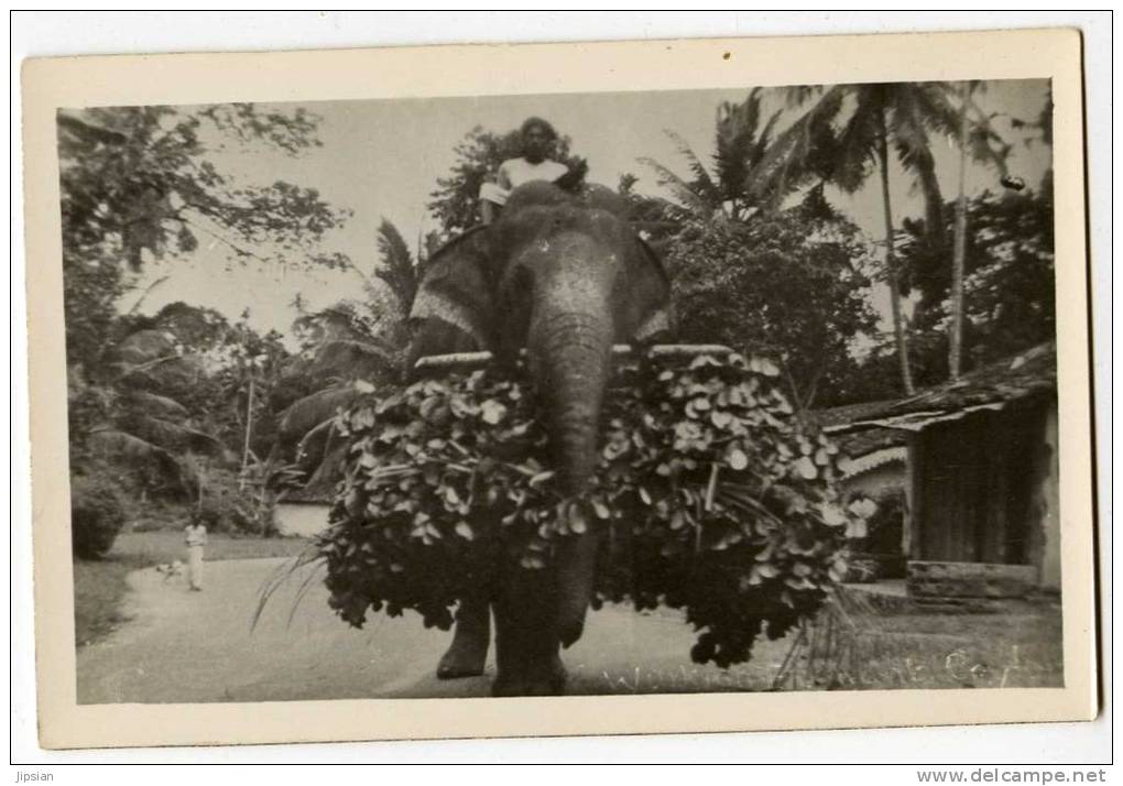 Cpa Du Sri Lanka Ceylon  Elephant Carrying His Food  THI1 - Sri Lanka (Ceylon)