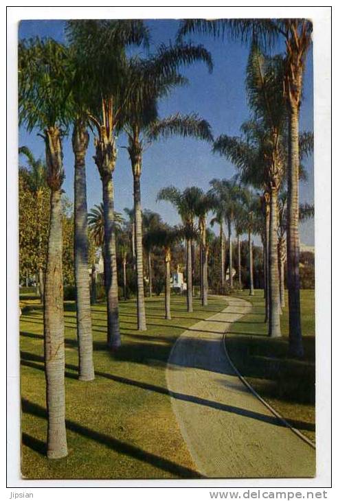 Cpsm Usa  Californie  Anaheim  Palm  Lined In Spacious City  Park THI2 - Anaheim