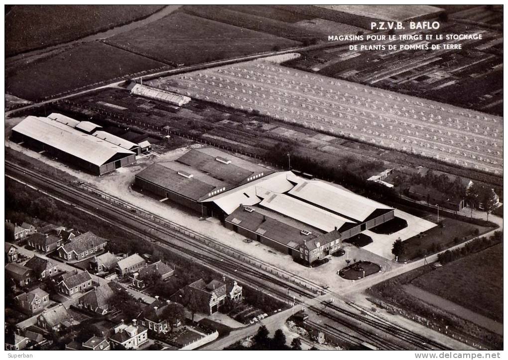 P.Z.V.B. BAFLO : SORTEERINRICHTING... / MAGASINS POUR... POMMES DE TERRE - CARTE ´VRAIE PHOTO´ ANCIENNE (m-343) - Andere & Zonder Classificatie