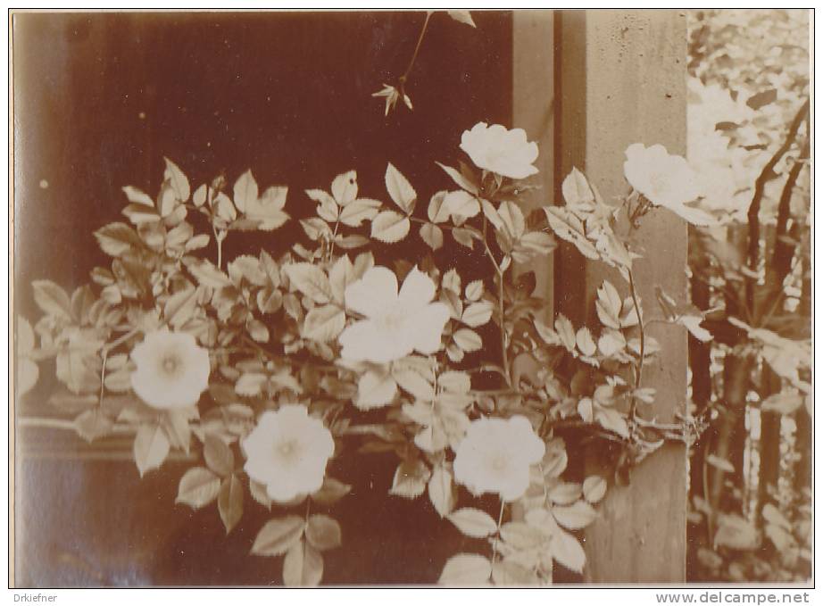 Heideröschen,  Pflanze, Strauch, FOTO Um 1938, Original - Sonstige & Ohne Zuordnung