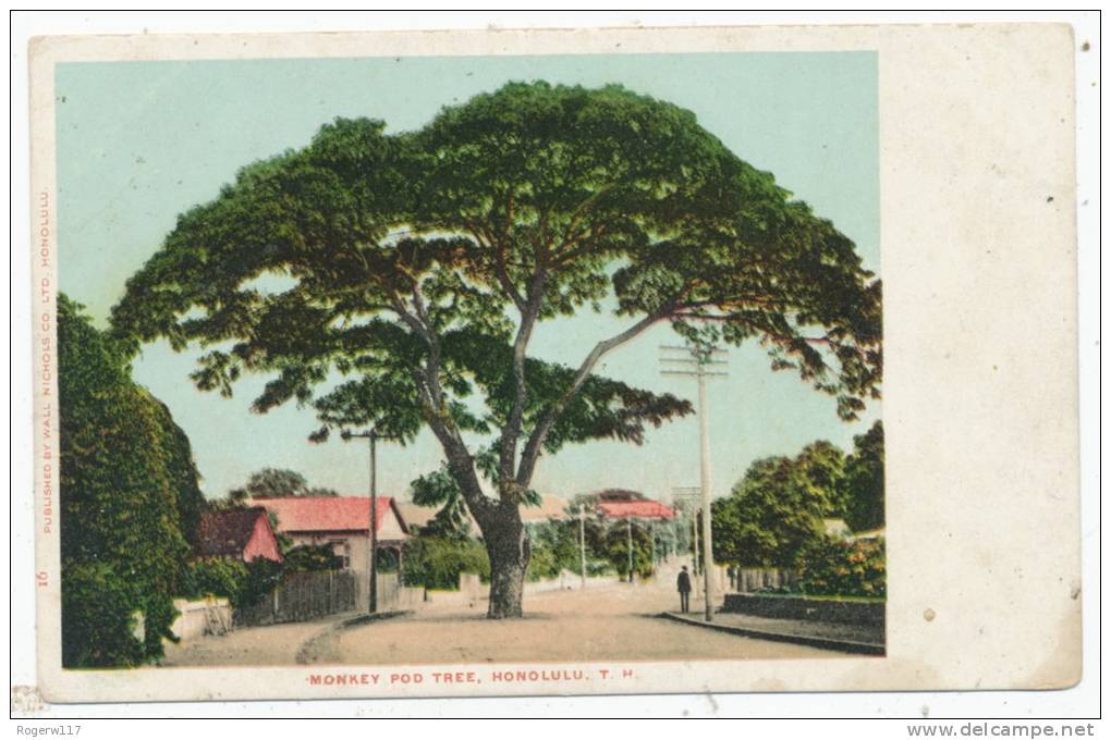 Monkey Pod Tree, Honolulu - Honolulu