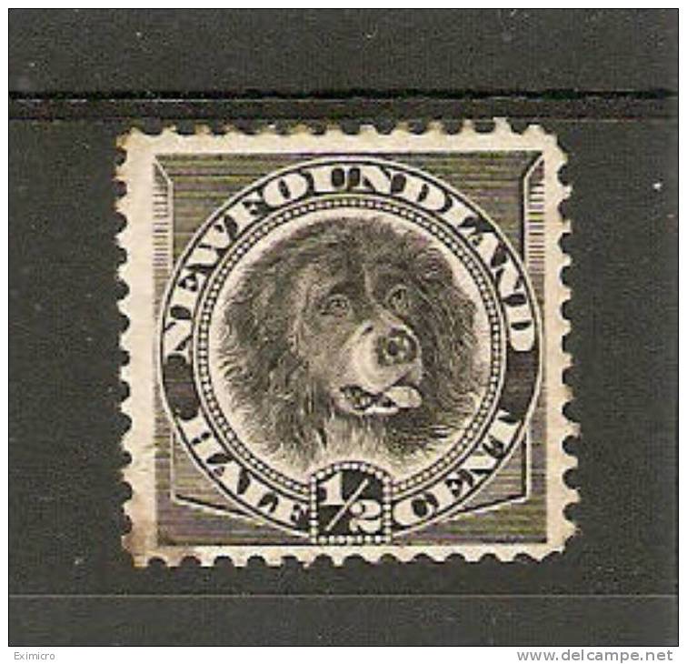 NEWFOUNDLAND 1894 ½c BLACK SG 59 MOUNTED MINT Cat £10 - 1865-1902