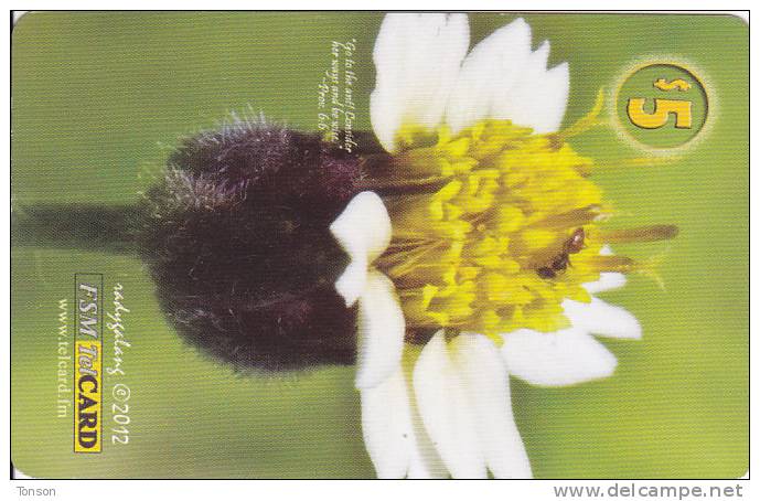 Micronesia, FSM-R-053, Flower 2, 2 Scans. - Micronesia