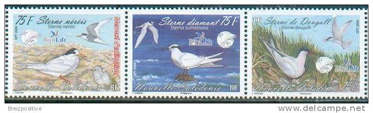 Nouvelle Calédonie / New Caledonia 2009 - Sternes Menacés / Threatened Terns - MNH - Seagulls