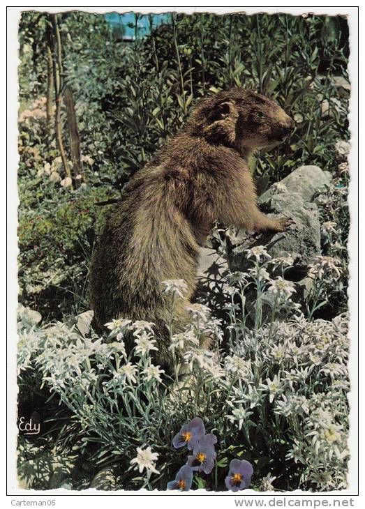 Animaux - La Marmotte Dans Son Domaine Et D'Edelweiss, La Fleur éternelle - Autres & Non Classés