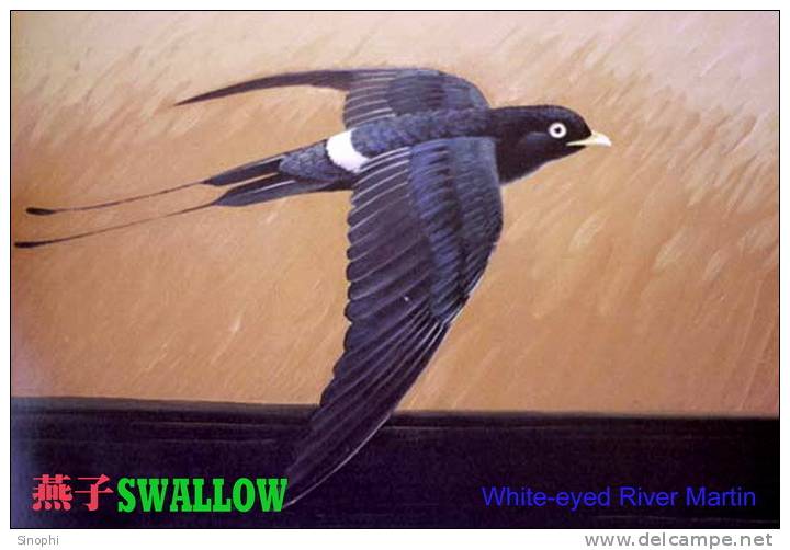 SA25-076  @  Swallow Hirondelles Zwaluwen Schwalben Golondrinas Bird , ( Postal Stationery , Articles Postaux ) - Swallows