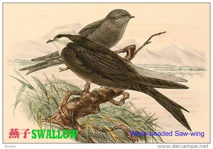 SA25-079  @  Swallow Hirondelles Zwaluwen Schwalben Golondrinas Bird , ( Postal Stationery , Articles Postaux ) - Rondini