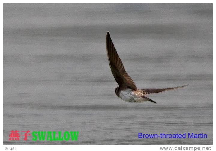 SA25-086  @  Swallow Hirondelles Zwaluwen Schwalben Golondrinas Bird , ( Postal Stationery , Articles Postaux ) - Swallows