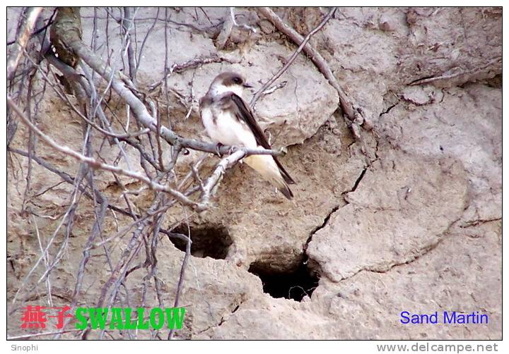 SA25-087  @  Swallow Hirondelles Zwaluwen Schwalben Golondrinas Bird , ( Postal Stationery , Articles Postaux ) - Swallows