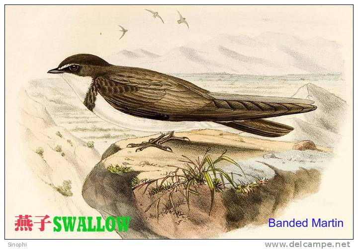 SA25-088  @  Swallow Hirondelles Zwaluwen Schwalben Golondrinas Bird , ( Postal Stationery , Articles Postaux ) - Golondrinas