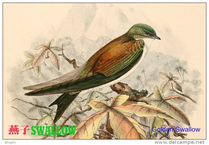 SA25-091  @  Swallow Hirondelles Zwaluwen Schwalben Golondrinas Bird , ( Postal Stationery , Articles Postaux ) - Swallows