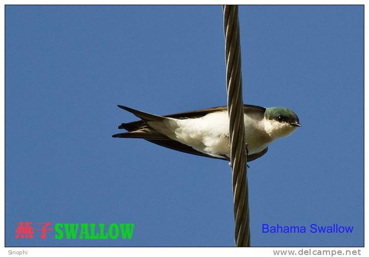 SA25-092  @  Swallow Hirondelles Zwaluwen Schwalben Golondrinas Bird , ( Postal Stationery , Articles Postaux ) - Golondrinas