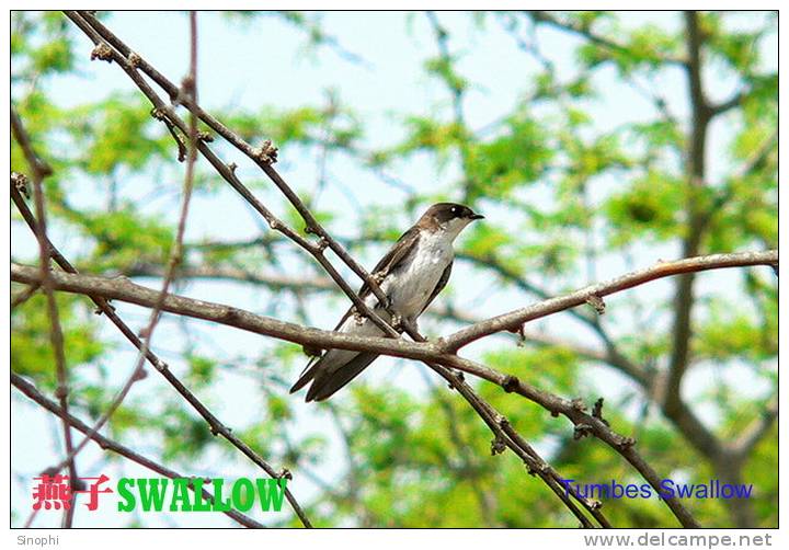 SA25-093  @  Swallow Hirondelles Zwaluwen Schwalben Golondrinas Bird , ( Postal Stationery , Articles Postaux ) - Swallows