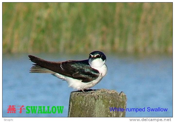 SA25-096  @  Swallow Hirondelles Zwaluwen Schwalben Golondrinas Bird , ( Postal Stationery , Articles Postaux ) - Swallows