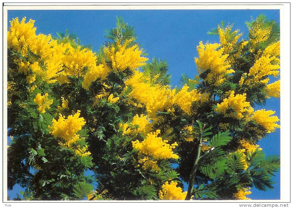 Côte D'azur - Le Mimosa - Espèce Dite "Le Gaulois" - Trees