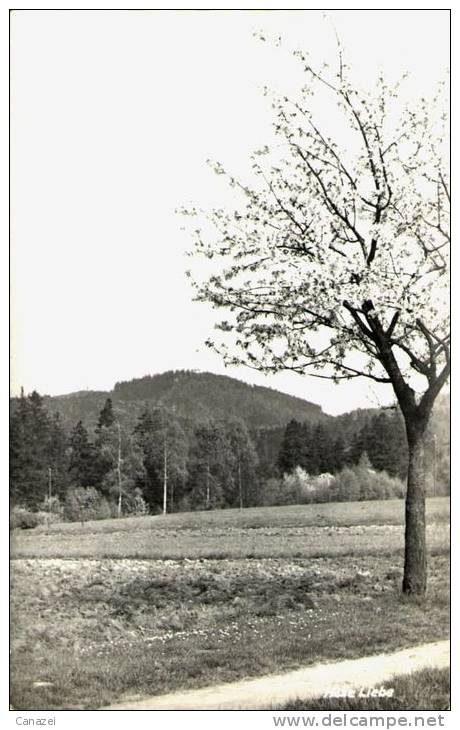 AK Hohe Liebe, Gel, 1963 (Postelwitz, Bad Schandau) - Bad Schandau