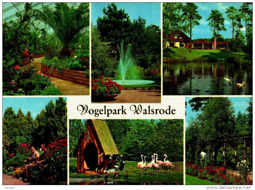 AK Vogelpark Walsrode, Gel 1972 - Walsrode