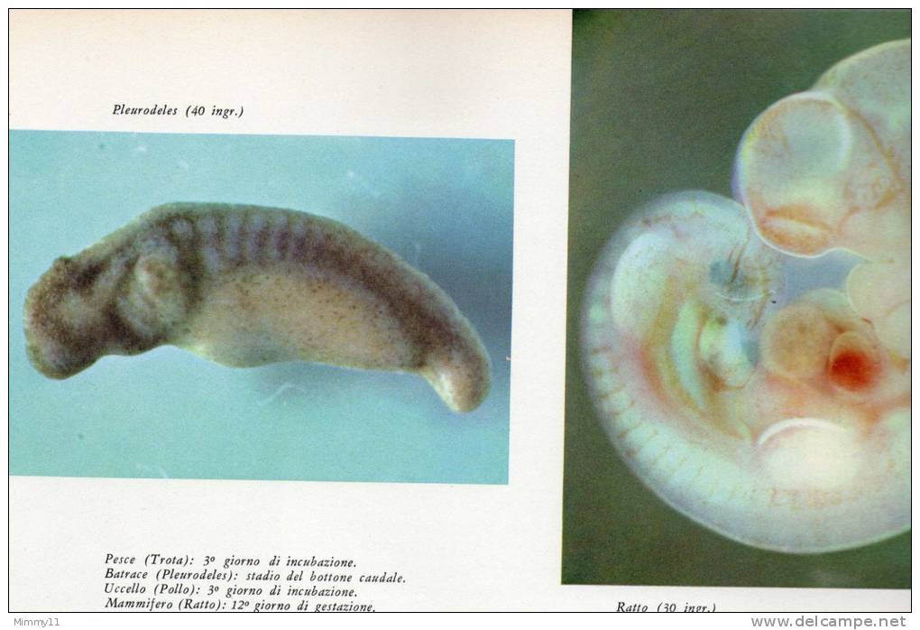 Enciclopedia Delle Scienze Biologiche - !961 - La Materia Vivente- Vol. N°01- L'Essere Vivente - Prima Edizione - Encyclopédies