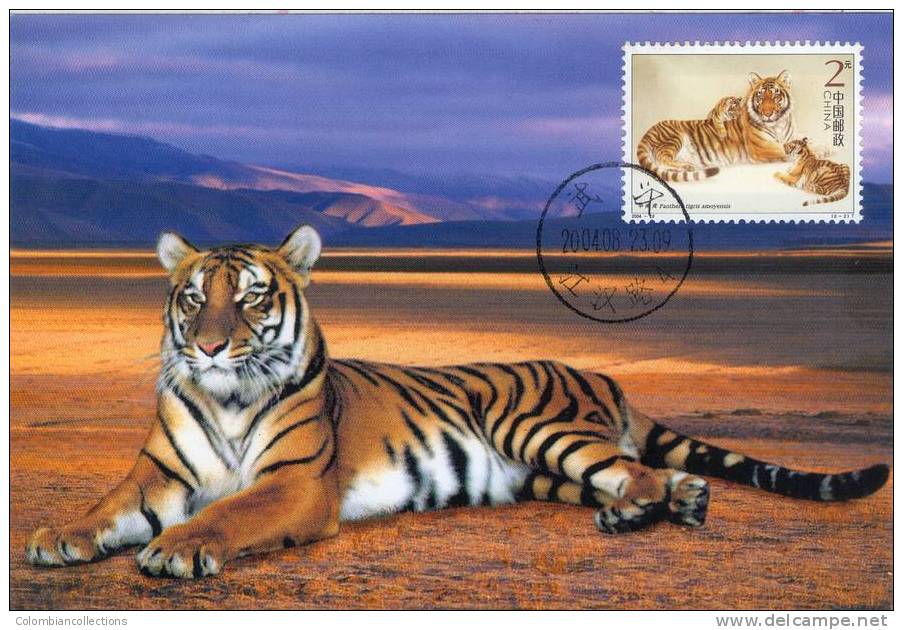 Lote TM1, China, 2004, Tarjeta Maxima, Maximun Card, Tigre, Tiger, 2 V - Raubkatzen