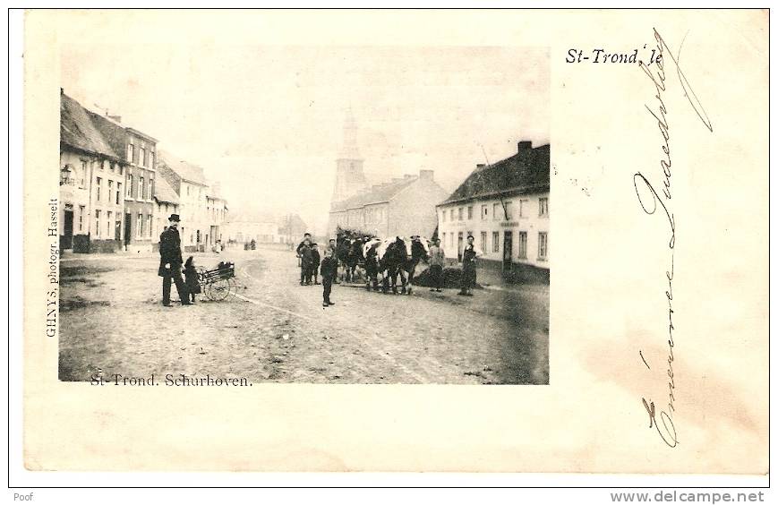 St-Truiden : Schurhoven --- Koeienspan --- 1902 - Sint-Truiden