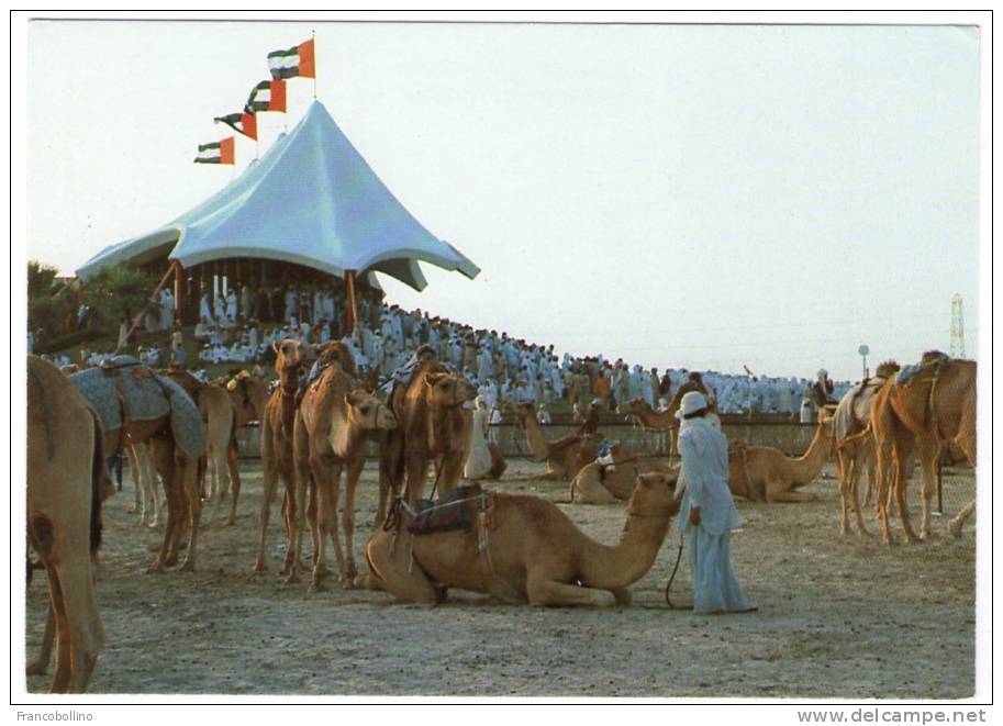 UNITED ARAB EMIRATES - CAMEL RACE - Emirati Arabi Uniti