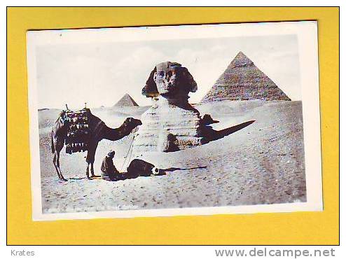 Postcard - Egypt    (7517) - Other & Unclassified