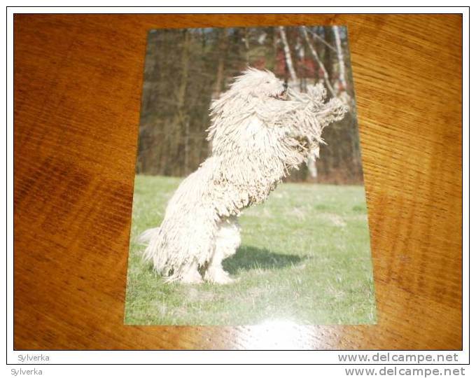 Hund Dog Chien Komondor  Postkarte Postcard - Chiens