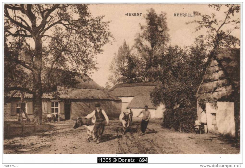 11365g HERENT - NEERPELT - 1929 - Bétail - Neerpelt