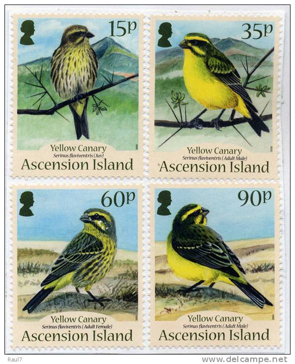 ASCENSION 2010 // Faune, Oiseaux - Canaries Jaune  // 4v NEUFS - MNH - Ascensión