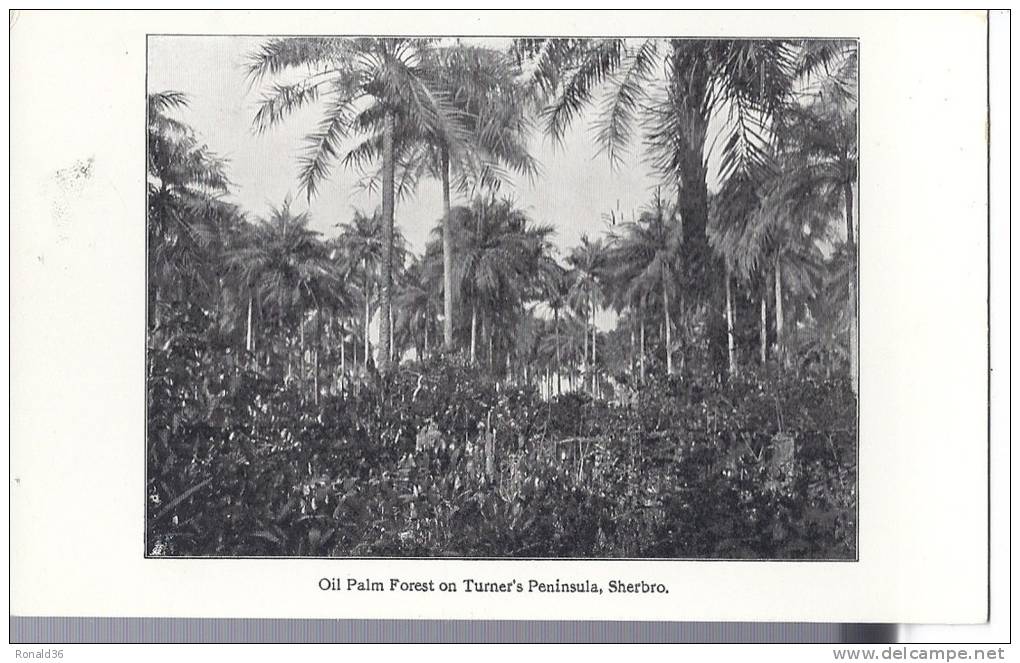 Cp Afrique : SHERBRO Oil Palm Forest On Turner's Peninsula  ( Forêt  ) - Sierra Leone