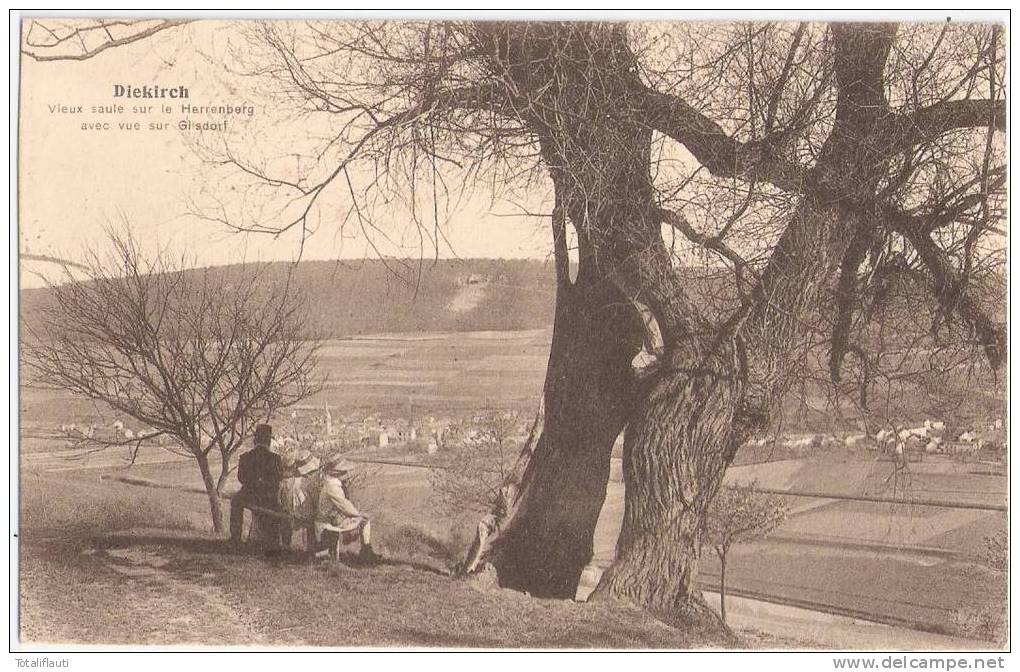 Diekirch Vieux Saule Sur Le Herrenberg Avec Vue Sur Glisdorf Animee 19.8.1926 Gelaufen - Diekirch